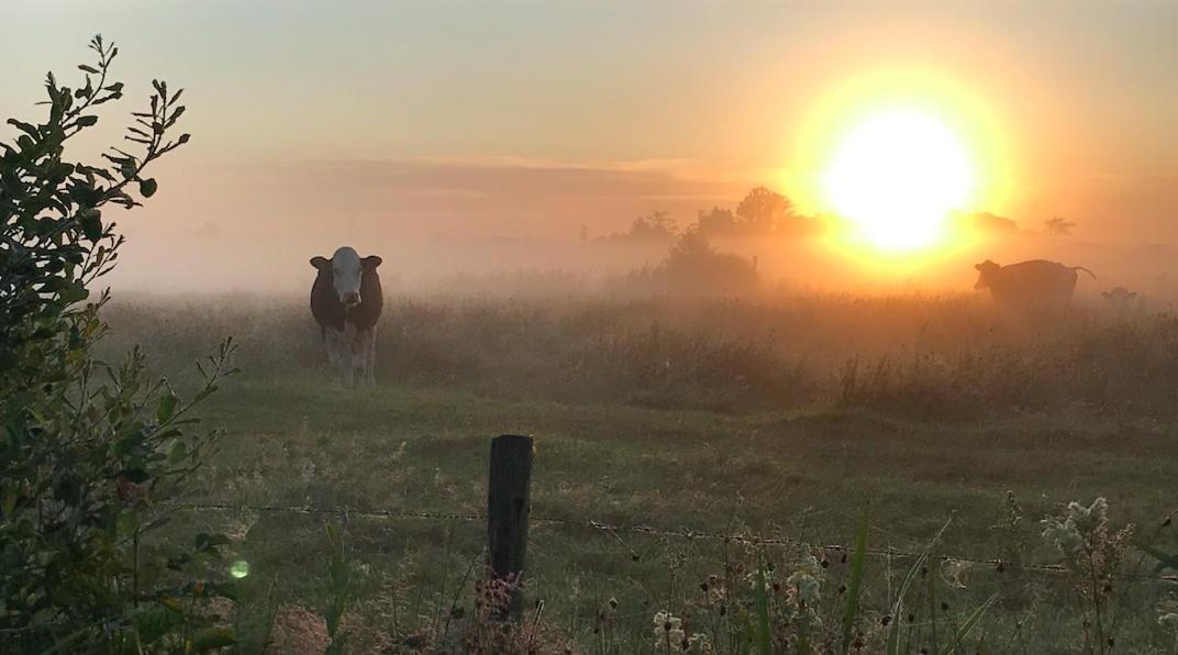 Zomerdijk-Inn Noord Wanneperveen Kültér fotó